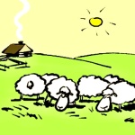 Jak rozmnožit ovce?