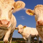 Zachrání planetu vybití krav?