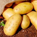 Budeme snad místo brambor nuceni jíst řepku?