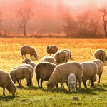 Češi se nechají stříhat jako ovce, často až do krve
