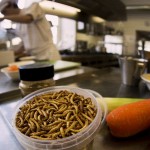 Hmyz a produkty z něj se již brzy objeví v evropských supermarketech
